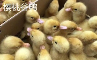优质鸭苗品种介绍，品种众多各有特点