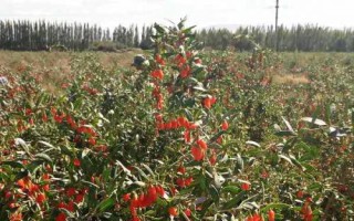 枸杞常见的病虫害防治方法，常见的有炭疽病、灰斑病和白粉病等