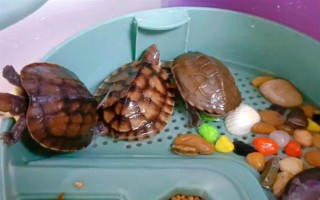 乌龟的细菌会不会传染给人类，人工养殖的乌龟一般不会感染人体