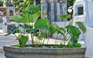 莲花的开放季节，大多为6-9月份