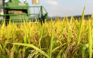 耕香优荔丝苗水稻品种简介,籼型三系杂交晚稻迟熟品种