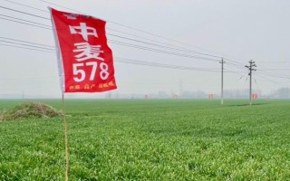 高产小麦品种有哪些,有烟农999、谷神麦19等