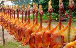 靖西大麻鸭的特点，其体型硕大且产蛋率高