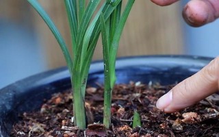兰花发黄枯死怎么挽救，要立刻为植株脱盆