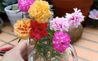 太阳花水培可以活多久，太阳花可以水培一年以上