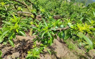 嘉庆子的简介，是指李子具有酸甜的味道