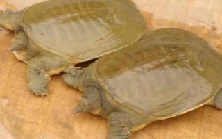 水鱼的简介，别称甲鱼