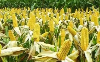 迪卡1627玉米种简介，出苗至成熟大概要117天