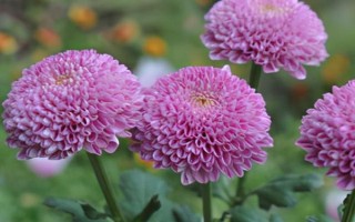 球菊如何养殖，生长过程中需要足够的光照