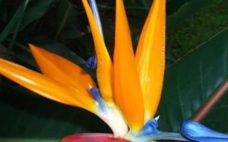 鹤望兰的花语，寓意自由、吉祥、长寿等