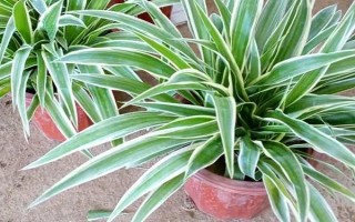 金边吊兰怎么养殖，需提供全天的散射光照