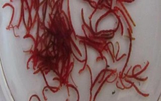 红虫的保存方法，一般采用低温保存