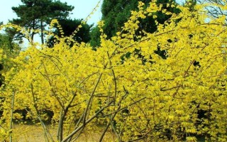 迎春花的养护方法,生长期间每10天半个月施肥一次