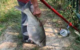 0.3号子线可以飞多重的鱼，能够直接提上2两的小鱼