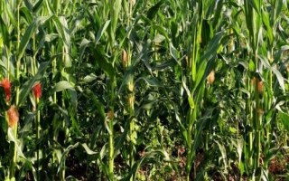 美佳禾616玉米种子简介，中抗丝黑穗病