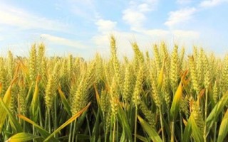 华伟306小麦种子介绍,属偏春性品种