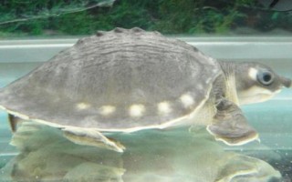 招财龟简介，是水栖龟类