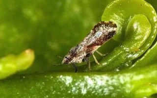 柑橘病虫害防治办法，常见的有疮痂病、溃疡病等