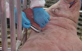 猪针头断在肉里如何处理，需要做永远标识