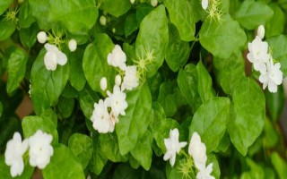 茉莉在什么季节开花,一般在春夏开花
