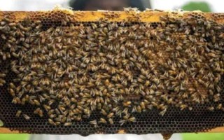 中蜂一繁六十是真是假，理论上可行但操作性不高