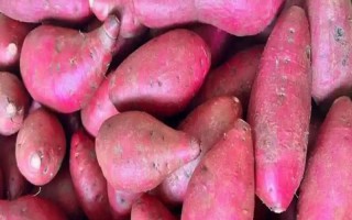 水果红薯是什么品种，是红薯的一个种类