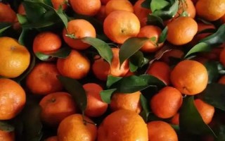 沙糖桔的产地，当前主产于广东、广西等地