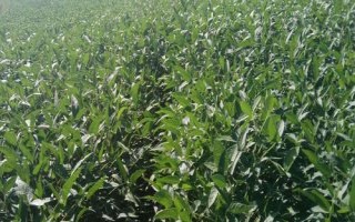 富豆18大豆种子特点,辽宁省春播生育期131天