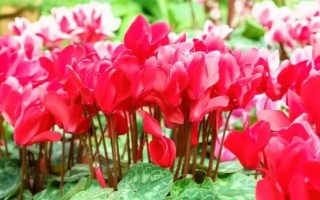 红色仙客来的花语，寓意嫉妒的爱、欢迎贵客等