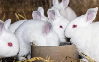 饲养孕兔的注意事项，一定要保证充足的营养