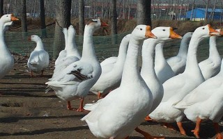 鹅的养殖方法，要时刻保证有充足的水源