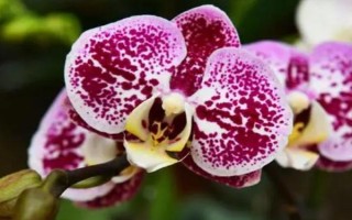 蝴蝶兰花蔫是什么原因，可能是自然脱落或温度过高