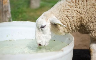 冬季养羊有哪些注意事项，要注意防寒保暖