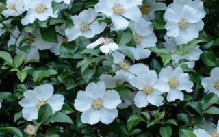 金樱子盆栽能结果吗，是可以结果的