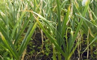 蒜苗黄叶干尖的原因及防治办法，连年重茬或播种时间不当均会导致