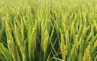 新稻20号水稻种子简介,播种前
