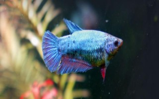 斗鱼吃什么饲料，可喂食动物性或植物性饲料