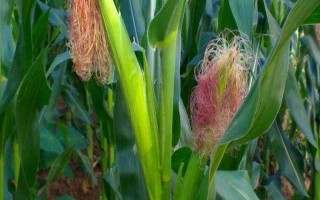 益玉918玉米种子介绍，（红河）平均生育期127天