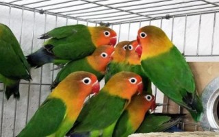 鹦鹉吐食的原因,可能是吃多了或患有肠胃炎等