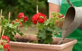 怎么浇花，不干不浇，浇则浇透