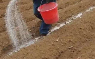 黄姜怎么种植，施入基肥再开沟播种