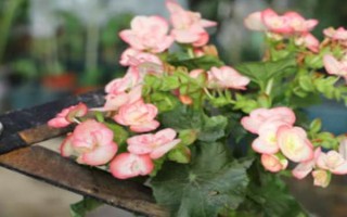 怎么修剪玫瑰海棠，一般在4-5月份进行