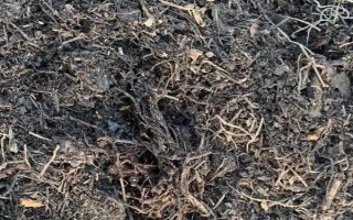 如何在家种植石斛，把枝条插入土中并浇水覆土