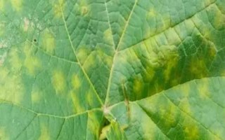 葡萄霜霉病的症状，枝蔓会变褐色而枯死