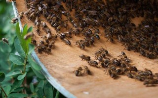 野生蜜蜂的捕捉方法,将蜂蜡涂抹在蜂箱中可起到引诱效果
