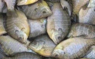 太阳鱼为什么不能吃，虽然体色鲜艳但是可以食用