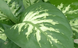 银边万年青的养殖方法，选用富含腐殖质营养成分的沙壤土作为基质