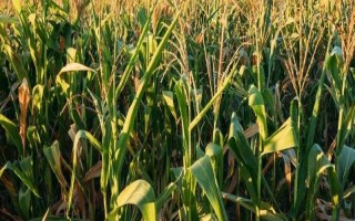 龙辐玉9号玉米品种的特性,选择中等以上肥力地块