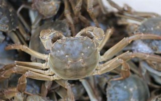 安徽省亳州市的特产，有苏赵梨、苔干菜等