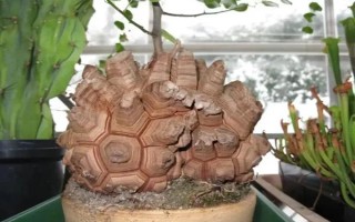 怎么养龟甲龙，盛夏季节将其移到通风透气的阴凉环境中